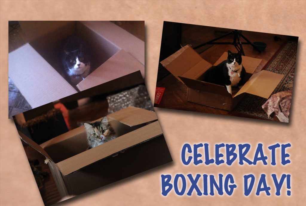 Cats-Celebrate-Boxing-Day-Photo