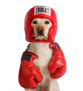 Image of Cute-Dog-Celebrating-Boxing-Day