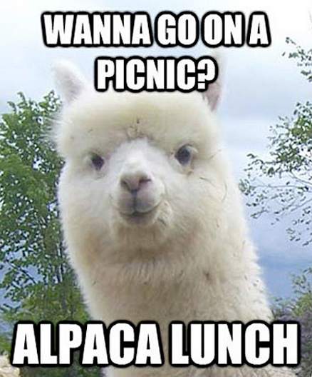 Funny Alpaca Jokes
