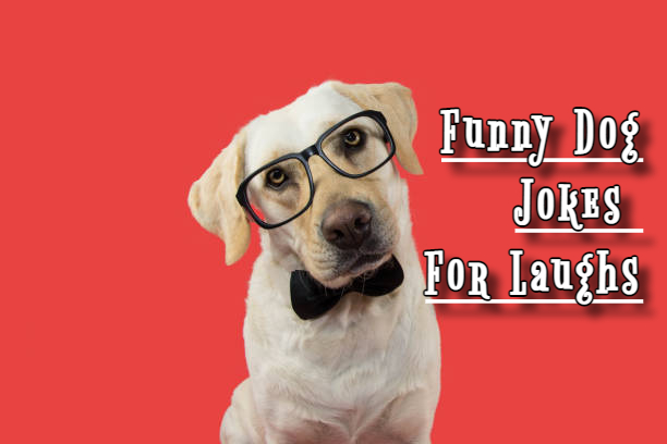 Funny Dog Jokes For Your Game Night