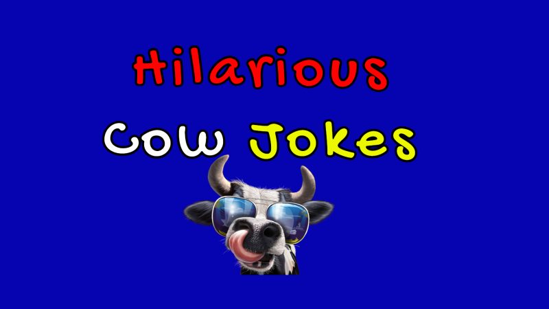 Best Cow Jokes Funny