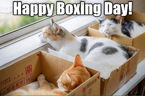  Cats in carton boxes happy-boxing-day-meme