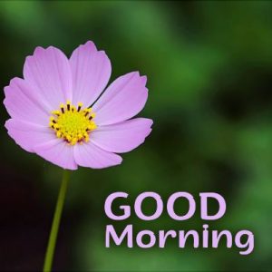 Good Morning flowers Images 