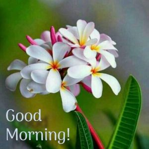 White-Flower-Good-Morning-status- Image